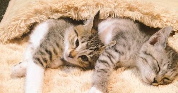 Ces 2 chatons adorent faire la sieste dans la pochette chauffante de leur maîtresse