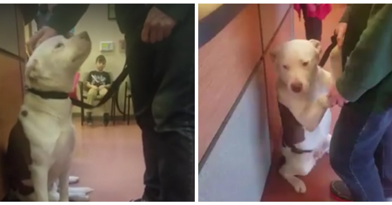 1 an après son adoption, ils ramènent leur chie...