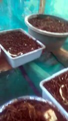 Pupa maggot mau jadi lalat BSF