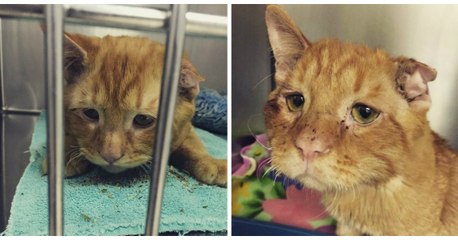 Benben, le chat le plus triste du monde - enfin plus si malheureux que ça !