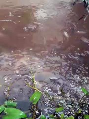 Ternak ikan lele organik