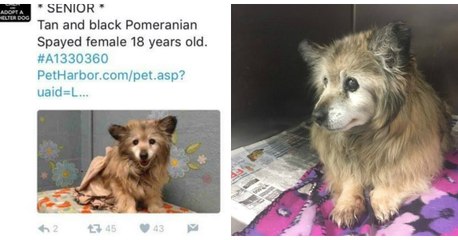 Une femme sauve un vieux chien de 18 ans sur le point d'être euthanasié au refuge