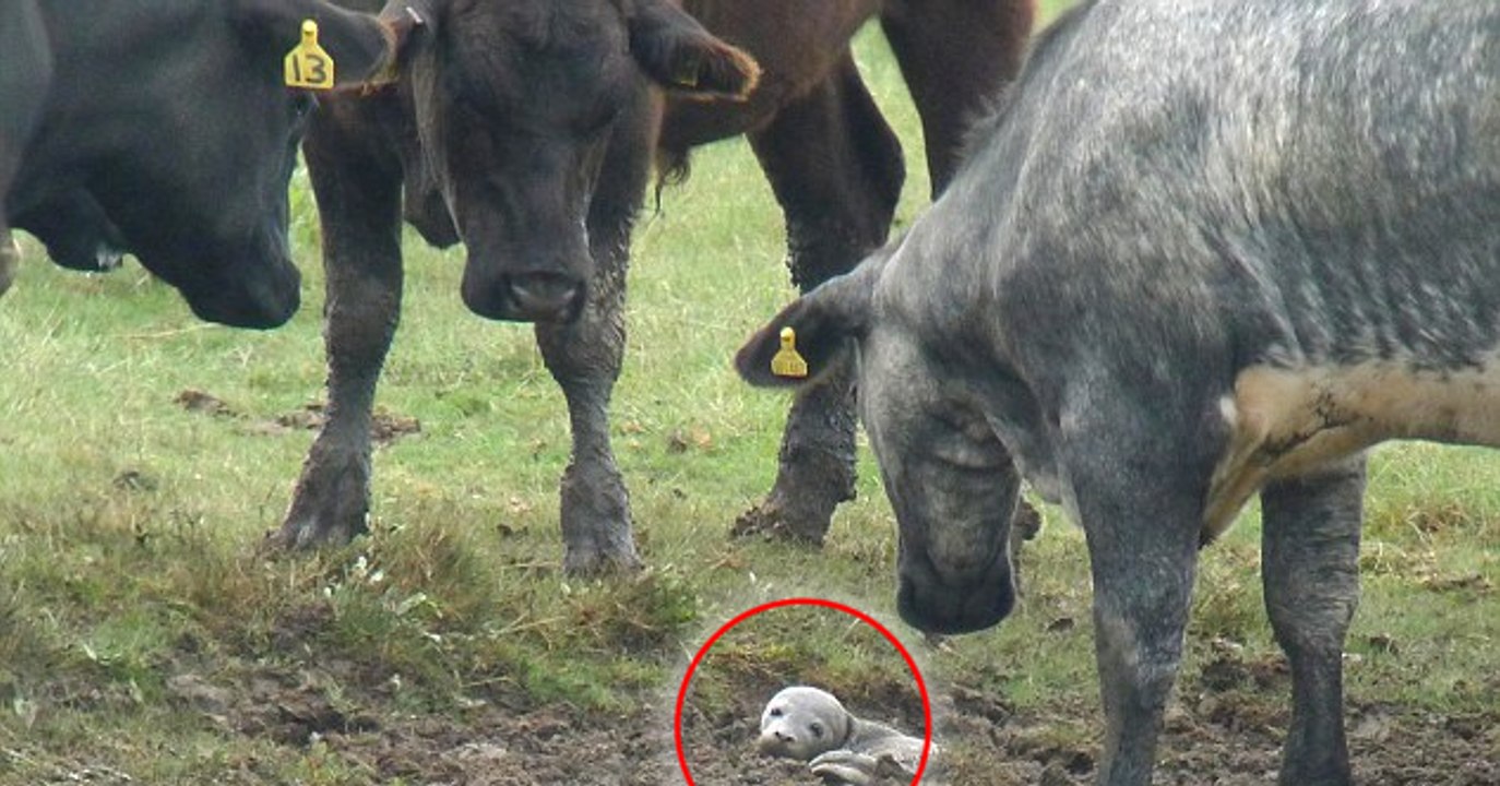 Un troupeau de vaches découvre un bébé phoque perdu en pleine réserve !
