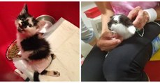 Un chaton paralysé découvre ses premières sensations dans ses pattes arrière