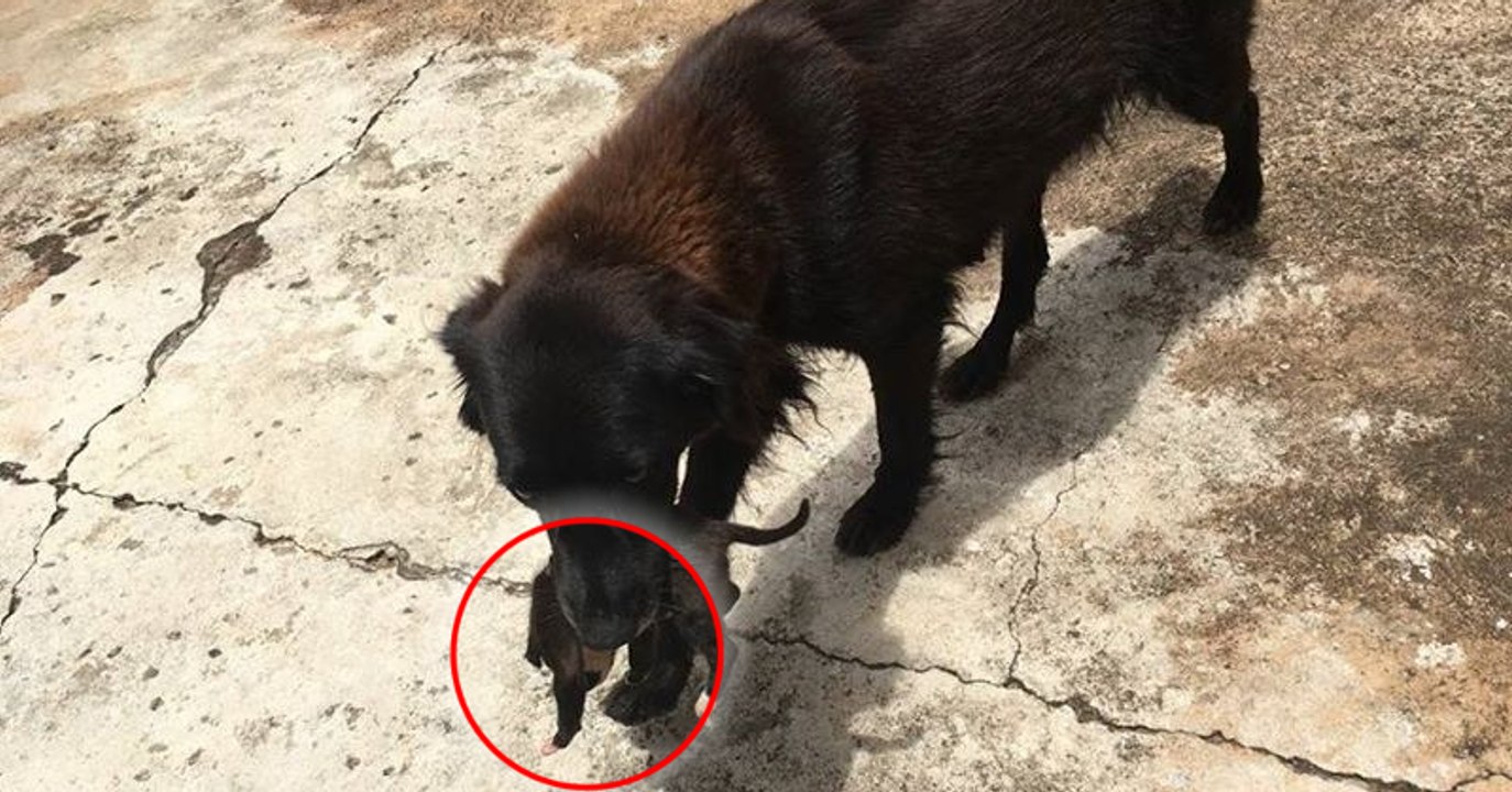 Brésil : Une chienne sauve un chiot au milieu des poubelles sous les yeux d'un agent de police