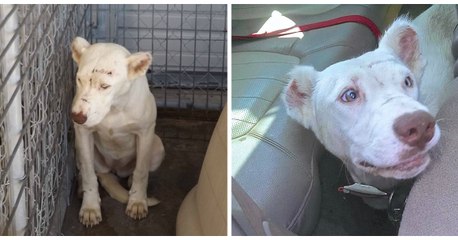 Battue par son ancien maître, cette chienne terrifiée n'osait pas bouger de peur d'être à nouveau frappée