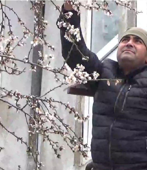 ÇANAKKALE'DE BADEM AĞACI ÇİÇEKLENDİ