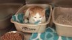 Envoyé dans un refuge, ce chaton effrayé restait prostré dans une caisse au fond de sa cage