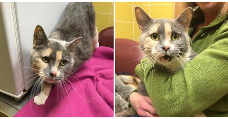 Cette chatte a été abandonnée soit-disant parce qu'elle ne savait pas se servir de sa litière...