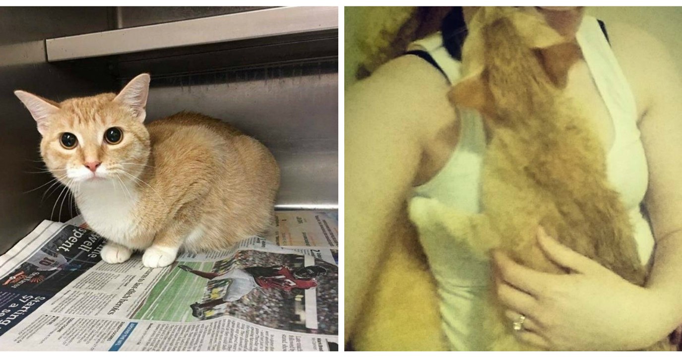 Cette chatte abandonnée attendait d'être sauvée pour accoucher de ses petits en toute sécurité