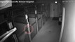 L'évasion incroyable d'un chien filmée par les caméras de surveillance