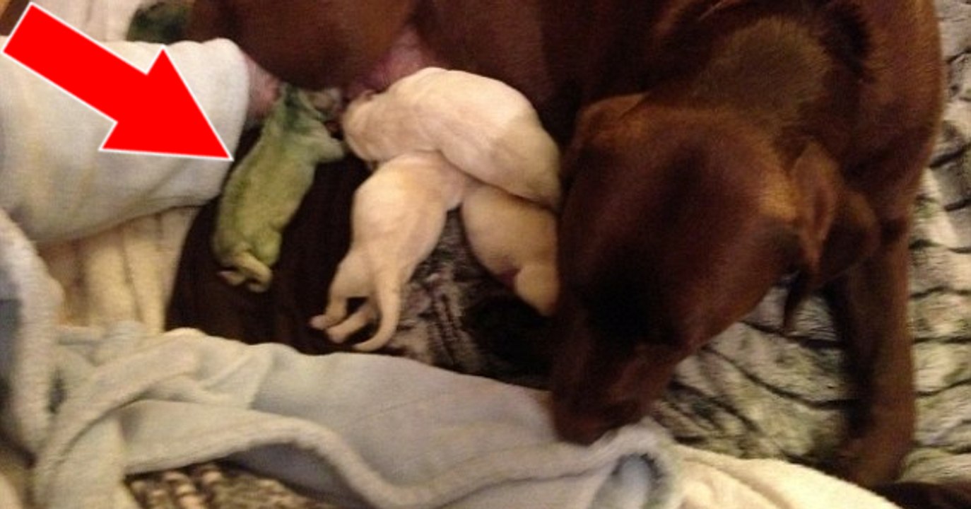 Une femelle Labrador donne naissance à un chiot tout vert !