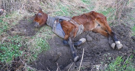 Angleterre : Une association sauve un cheval squelettique abandonné dans un champ