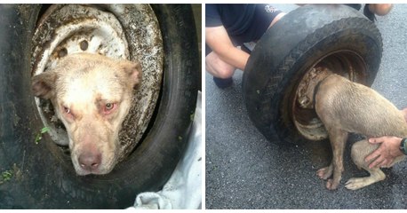 Une femme sauve une chienne avec la tête coincée dans un pneu