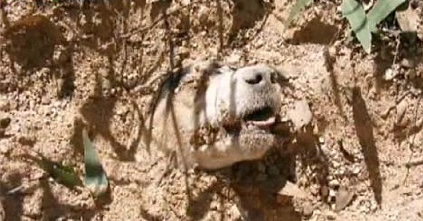 Malte : Des policiers sauvent une chienne enterrée vivante après avoir reçu 40 balles de plomb dans le corps !