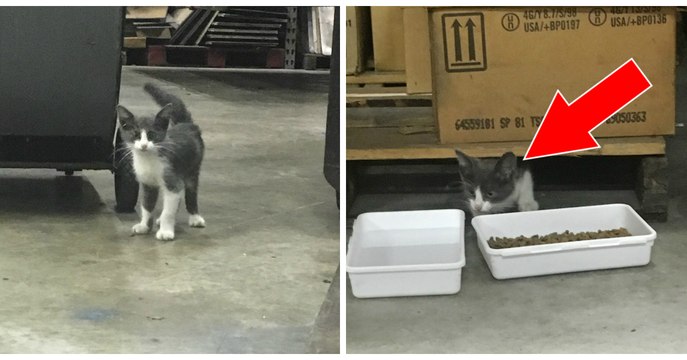 Un homme adopte un chaton abandonné qui pleurait dans un entrepôt