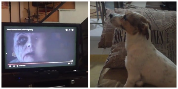 Assis devant la télé sur le canapé, ce chien court se cacher sous l'oreiller en voyant cette scène de film d'horreur