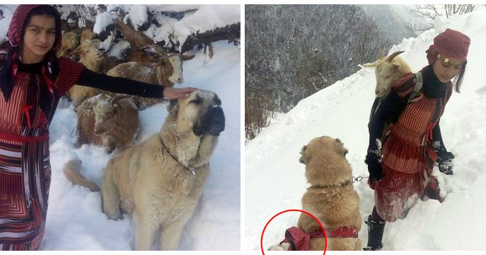 Turquie : Une fillette et son chien ramènent une maman chèvre et son petit sur leur dos