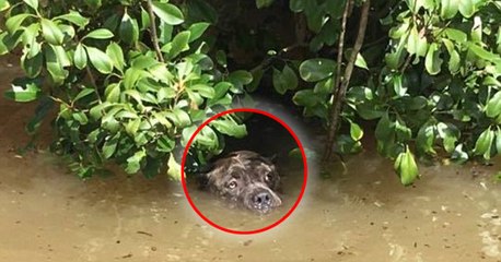 Louisiane : Un homme sauve un chien sur le point de se noyer après une violente inondation
