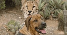 Ruuxa et Raina: 2 ans après, les deux bébés chien et guépard sont toujours amis
