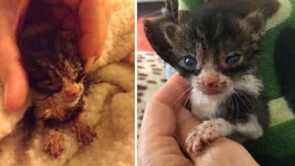 Une femme sauve un minuscule chaton abandonné dans un champ sur une île grecque