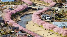 Kawazu (Japon) : les cerisiers japonais de cette petite ville ont tous fleuri d'un coup