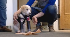 Un chiot né avec seulement 2 pattes apprend à marcher grâce à ses nouvelles prothèses skis !