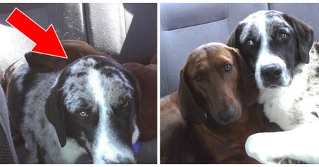 Un chien de refuge refuse d'être adopté sans son ami canin