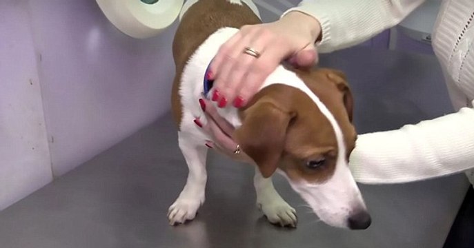 Russie : Une femme fait opérer son chiot pour qu'il ait les mêmes oreilles que le chien du film The Mask !