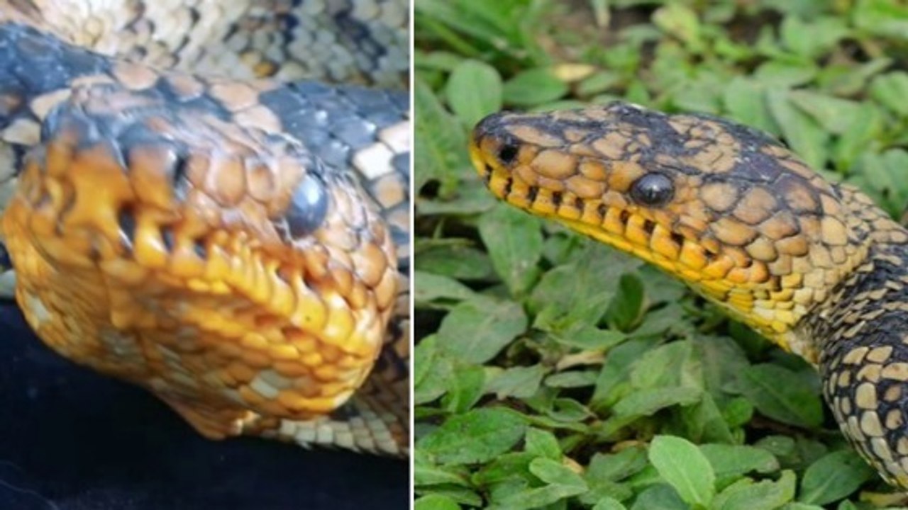 Boa de Cropan : ce serpent rarissime vient de refaire son apparition