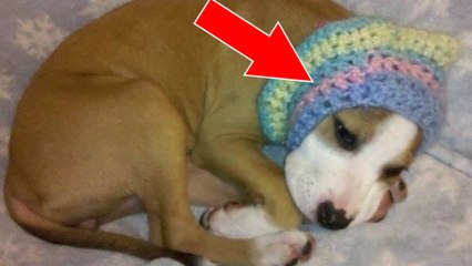 Ce chiot a eu les oreilles coupées et la tête bandée pour servir dans des combats de chiens