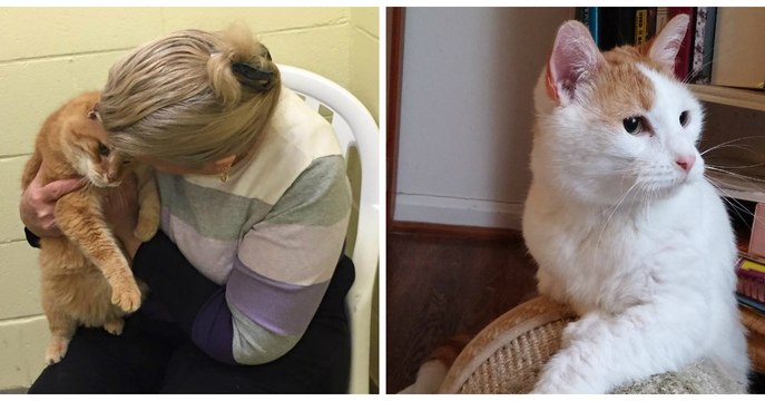 Une femme adopte un chat abandonné puis retourne au refuge 1 mois plus tard pour adopter son ami félin