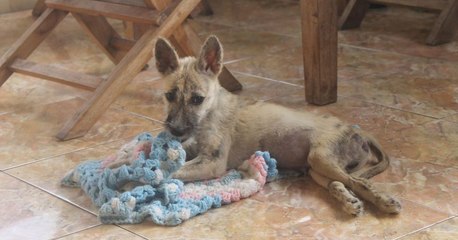 Indonésie: Un homme sauve un chien délaissé et amputé des pattes arrière dans un refuge véreux