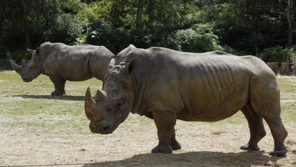 Zoo de Thoiry : Un rhinocéros sauvagement abattu par des braconniers pour lui arracher ses cornes !