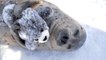 Japon : Les photos d'un phoque en train de câliner sa peluche ont fait craquer tous les internautes !
