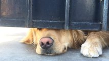 Chaque jour, ce chien passe la tête sous son portail pour saluer son amie à la fin des cours