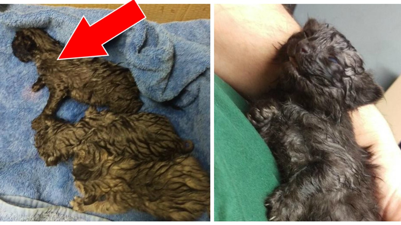 Un couple sauve 3 chatons abandonnés et gelés sous une pluie battante