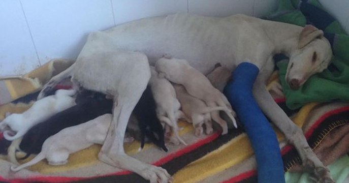 Malgré sa patte cassée, cette chienne a parcouru 3km pour conduire ses sauveuses jusqu'à ses bébés