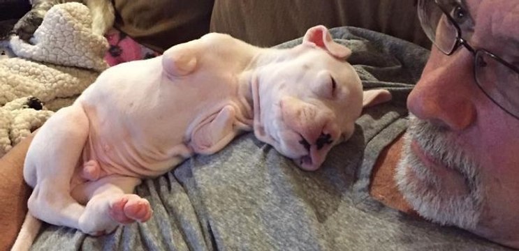 Né sans pattes avant, ce chiot gravement malade se bat chaque jour pour survivre avec ses maîtres