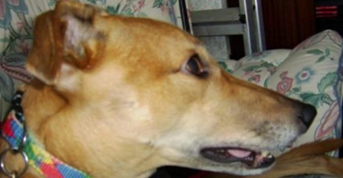 Tous les soirs, ce chien reste agrippé au lit de ses maîtres jusqu'à ce qu'ils s'endorment