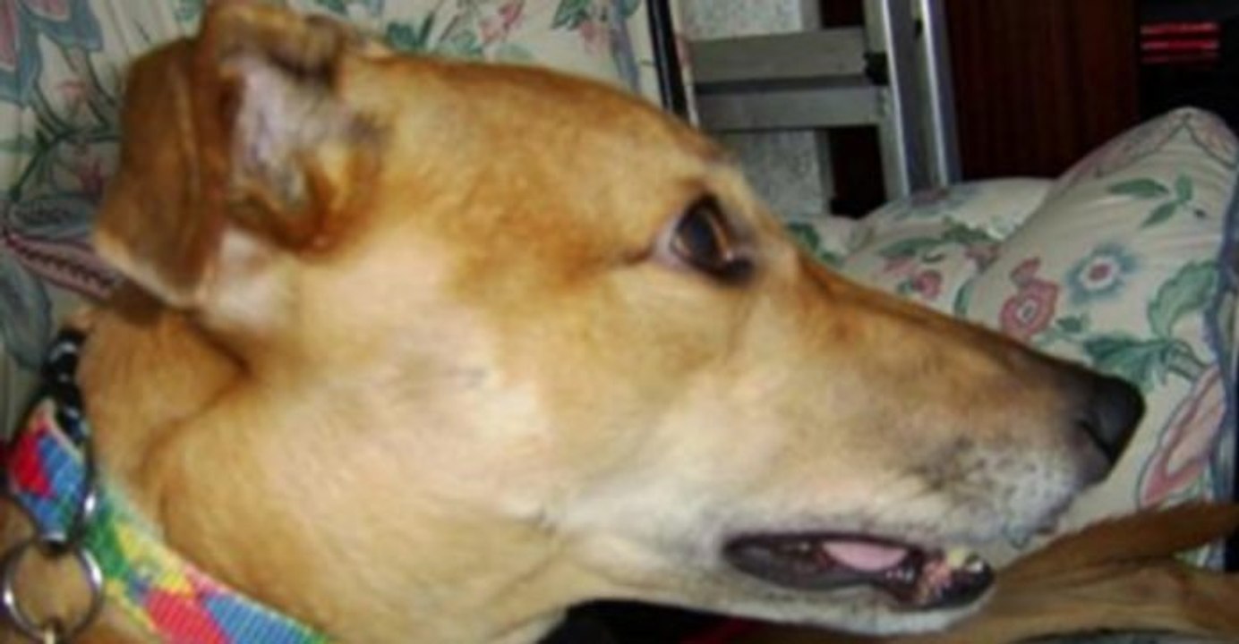 Tous les soirs, ce chien reste agrippé au lit de ses maîtres jusqu'à ce qu'ils s'endorment