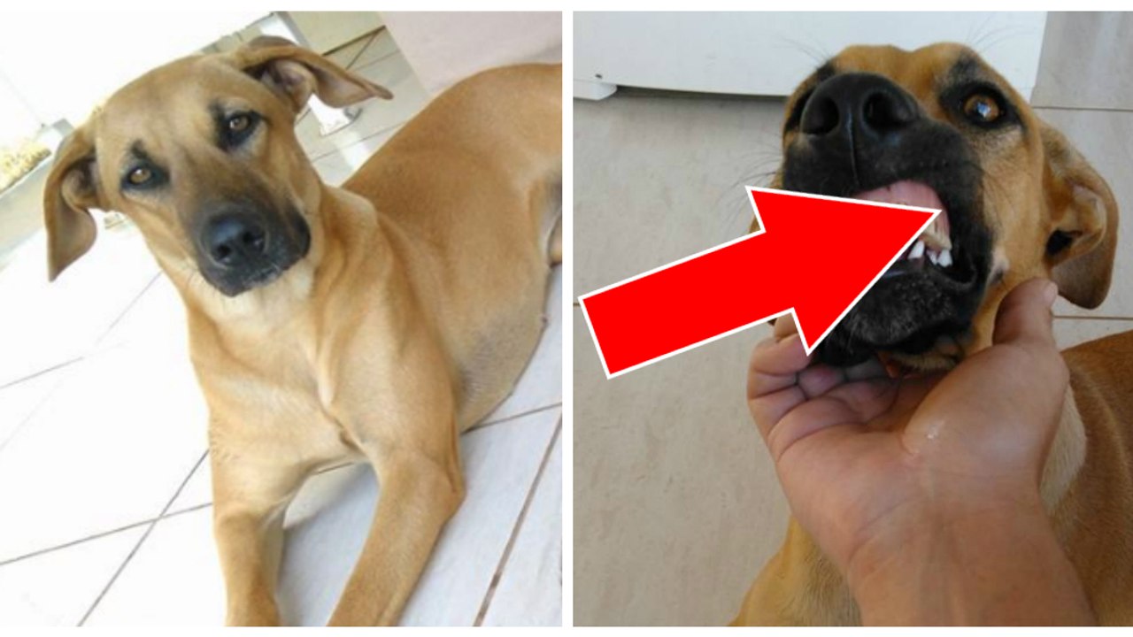 Un chien déterre un dentier dans son jardin, et son drôle de sourire illumine la toile entière !