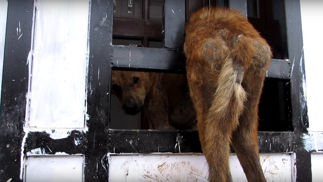 Animal Aid : Les bénévoles sauvent un chien coincé entre les barreaux d'une grille en fer