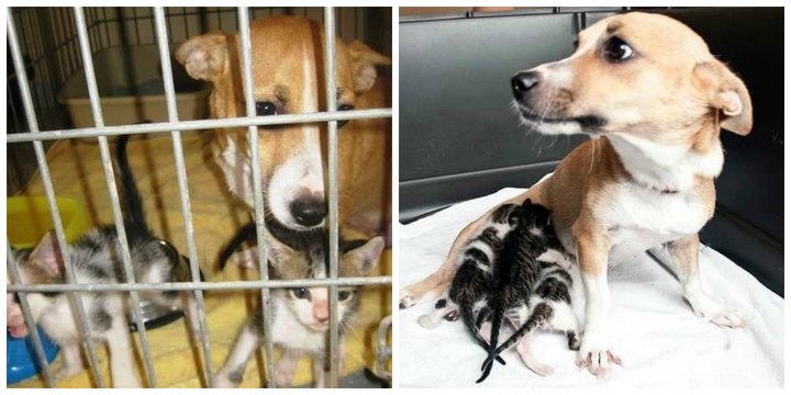 Déprimée après avoir été séparée de ses petits, une chienne adopte 3 chatons orphelins