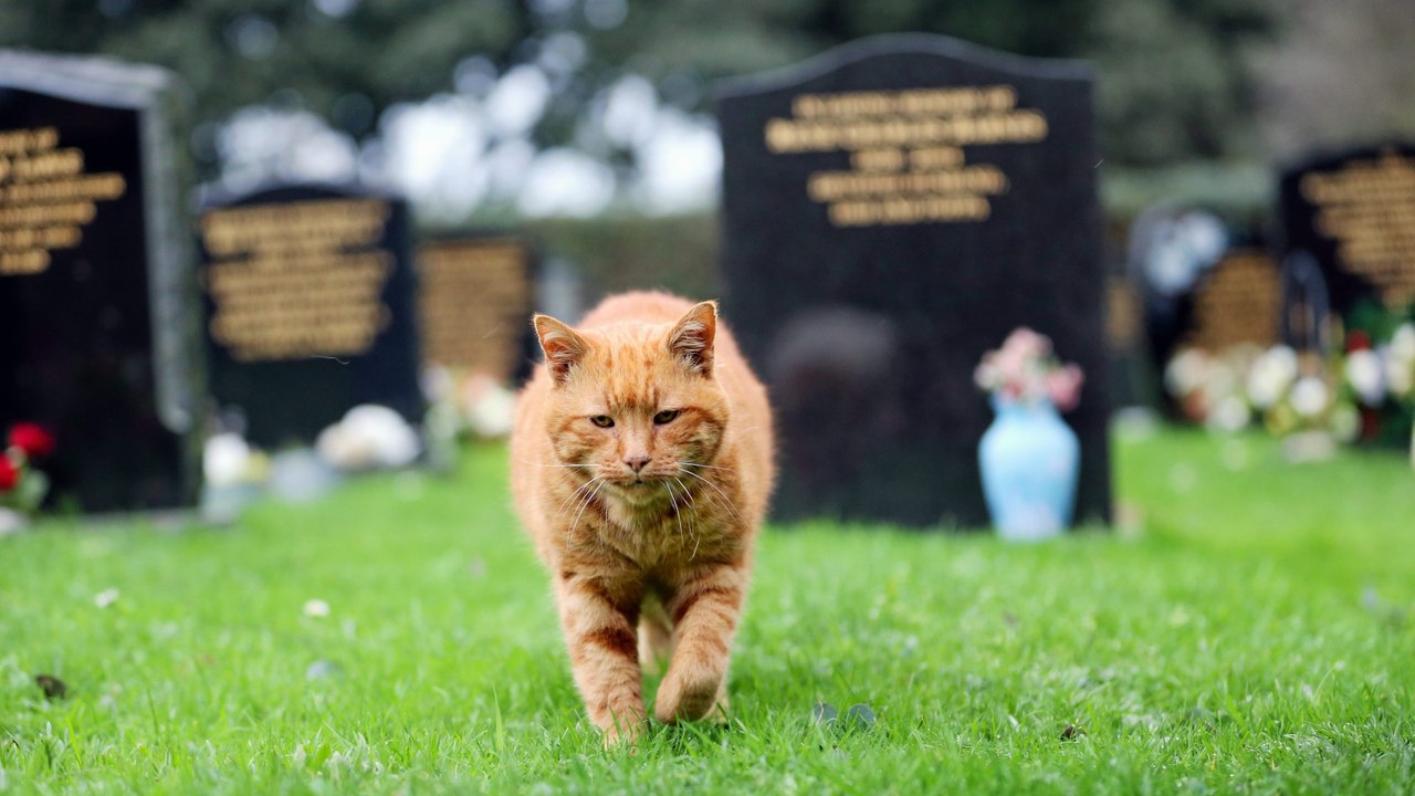 Chats, chiens : Comment les aider à faire leur deuil à la mort de leur fidèle compagnon ?