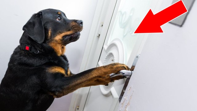 Un chien ouvre la porte aux secouristes venus sauver son maître qui fait une hémorragie chez lui