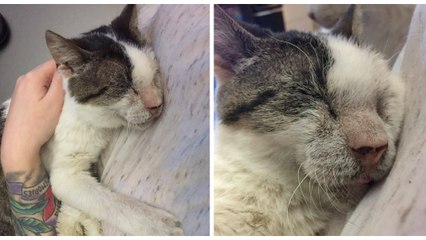 A 12 ans, ce vieux chat délaissé a enfin trouvé son vrai foyer