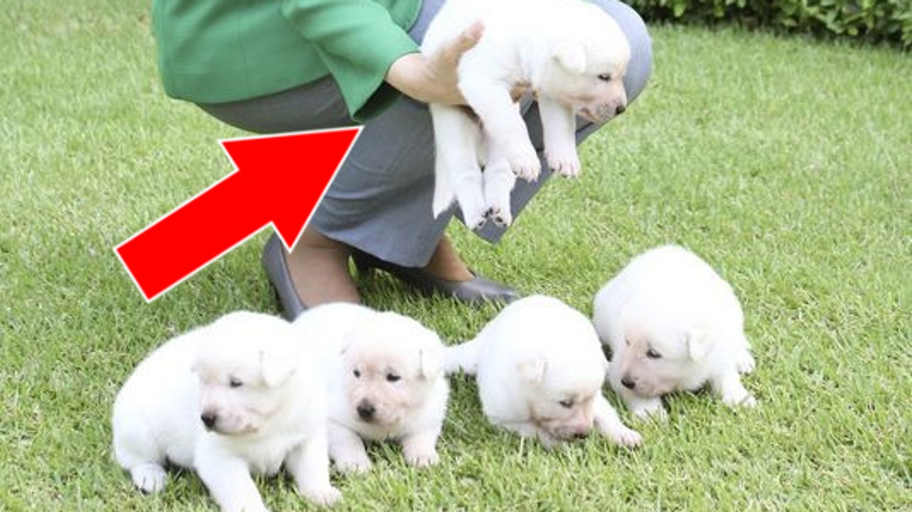 Corée du sud : Destituée, l'ex-présidente abandonne ses 9 chiens à la Maison Bleue !