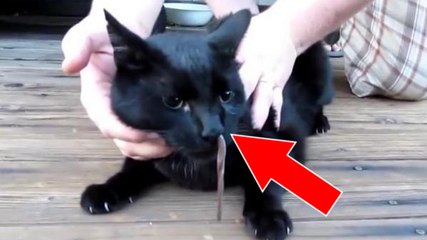 Cet homme découvre son chat avec un serpent coincé dans le nez !