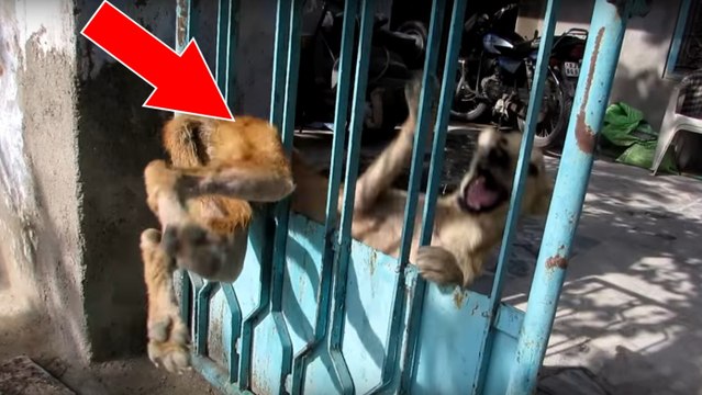 Des bénévoles sauvent un chien coincé entre les barreaux d'une grille de portail